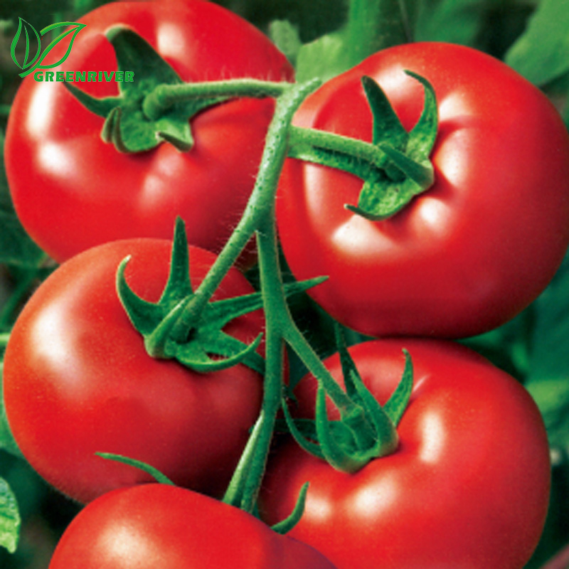 TO3 medium maturity red round flattened uniform shape tomato seed