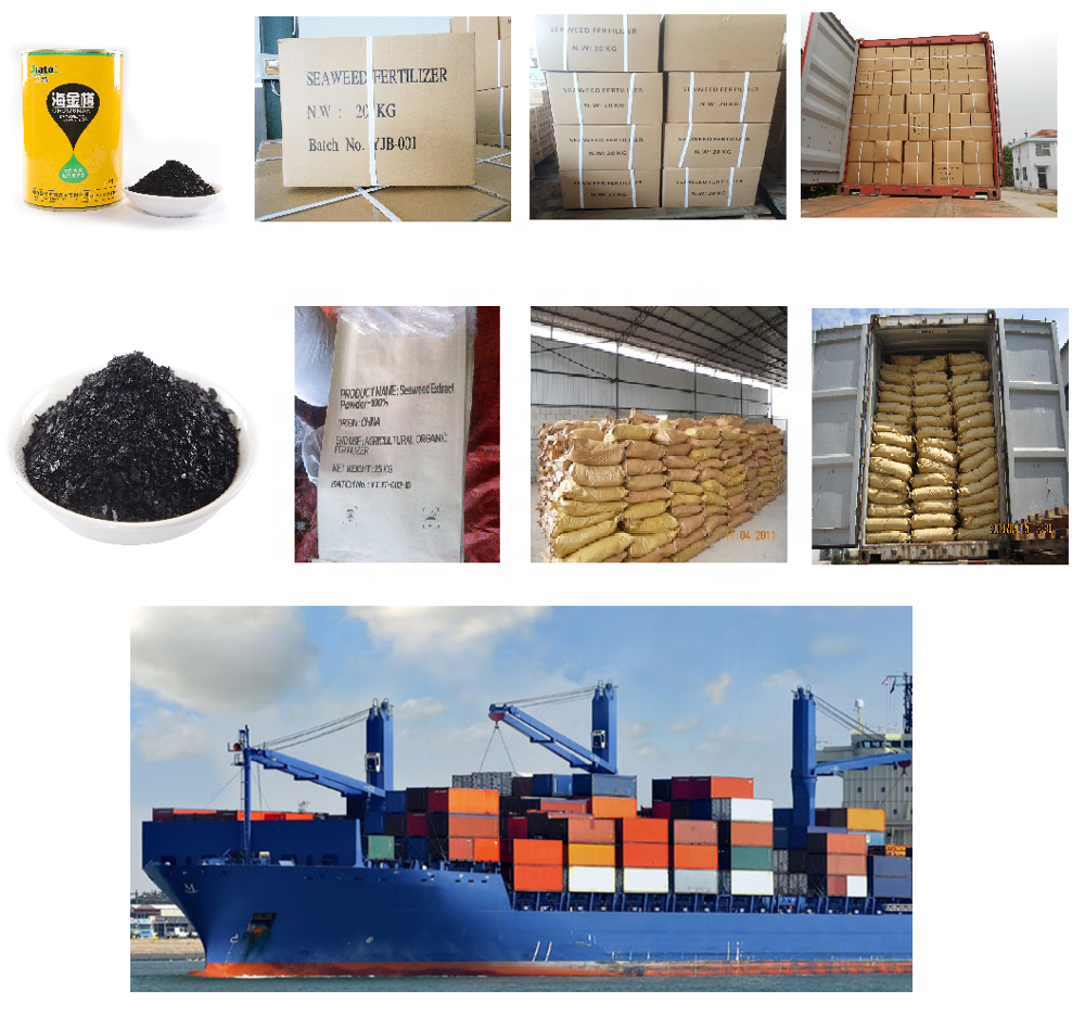 powder flake fertilizer algae extract