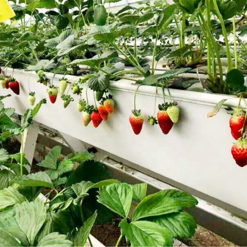 ПВХ водосточная желоба NFT гидропонные системы выращивания клубники в теплице