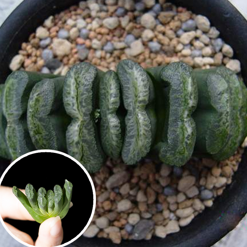 Красочные сочные растения habworthia truncata