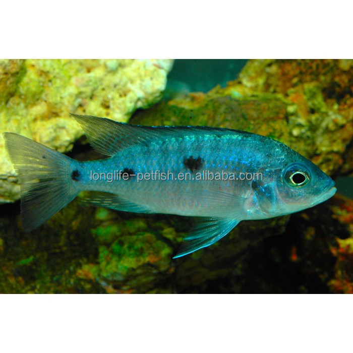 Живая рыба Haplochromis Chrysonotus