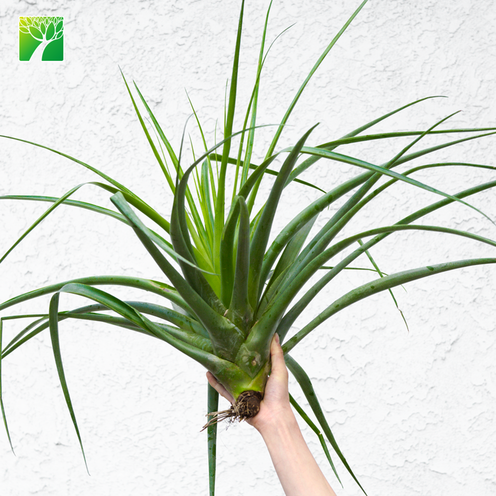 Фермы дешевые оптовые фиолетовый цветок цвет субтропики жизни airplant T Secund
