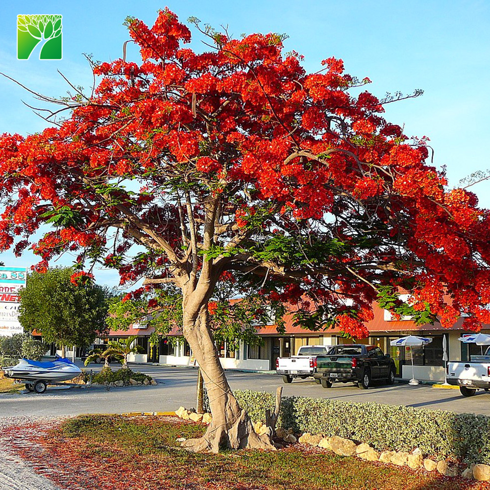 Опт, различные красные многолетние садовые растения royal poinciana Delonix regia