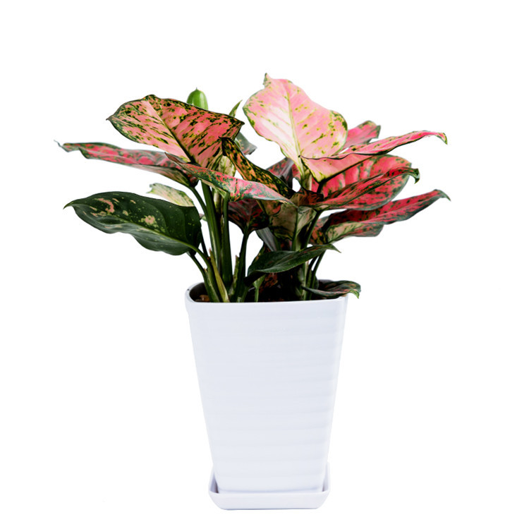 Декоративное растение bonsai Aglaonema sp
