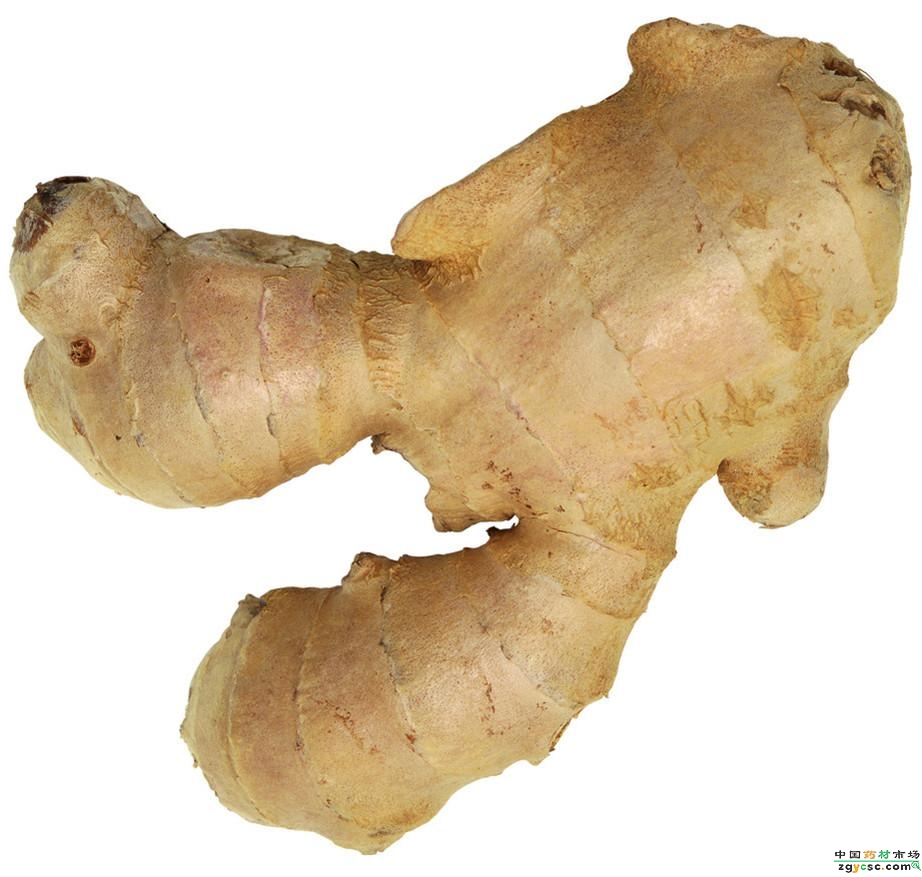 Factory Supply Ginger Powder extract rhizoma zingiberis recens Powder black ginger