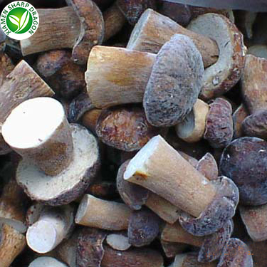 Frozen Fresh Funghi Porcini Mushroom Cultivation