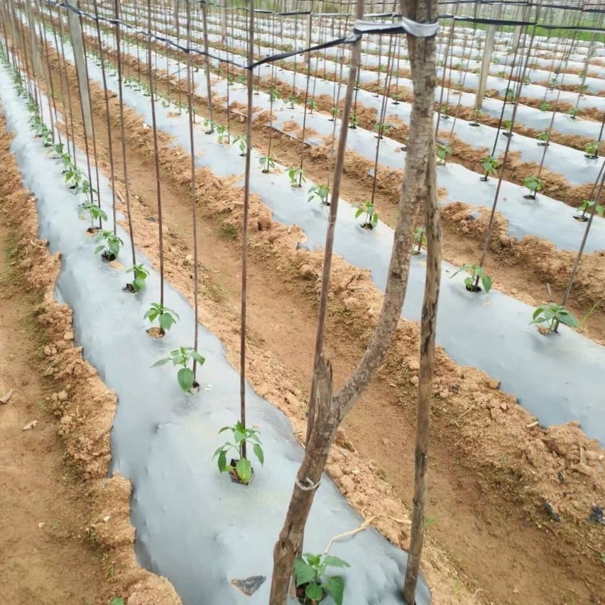 Перфорированная пластиковая черная серебряная плёнка Mulch для сельскохозяйственной плантации