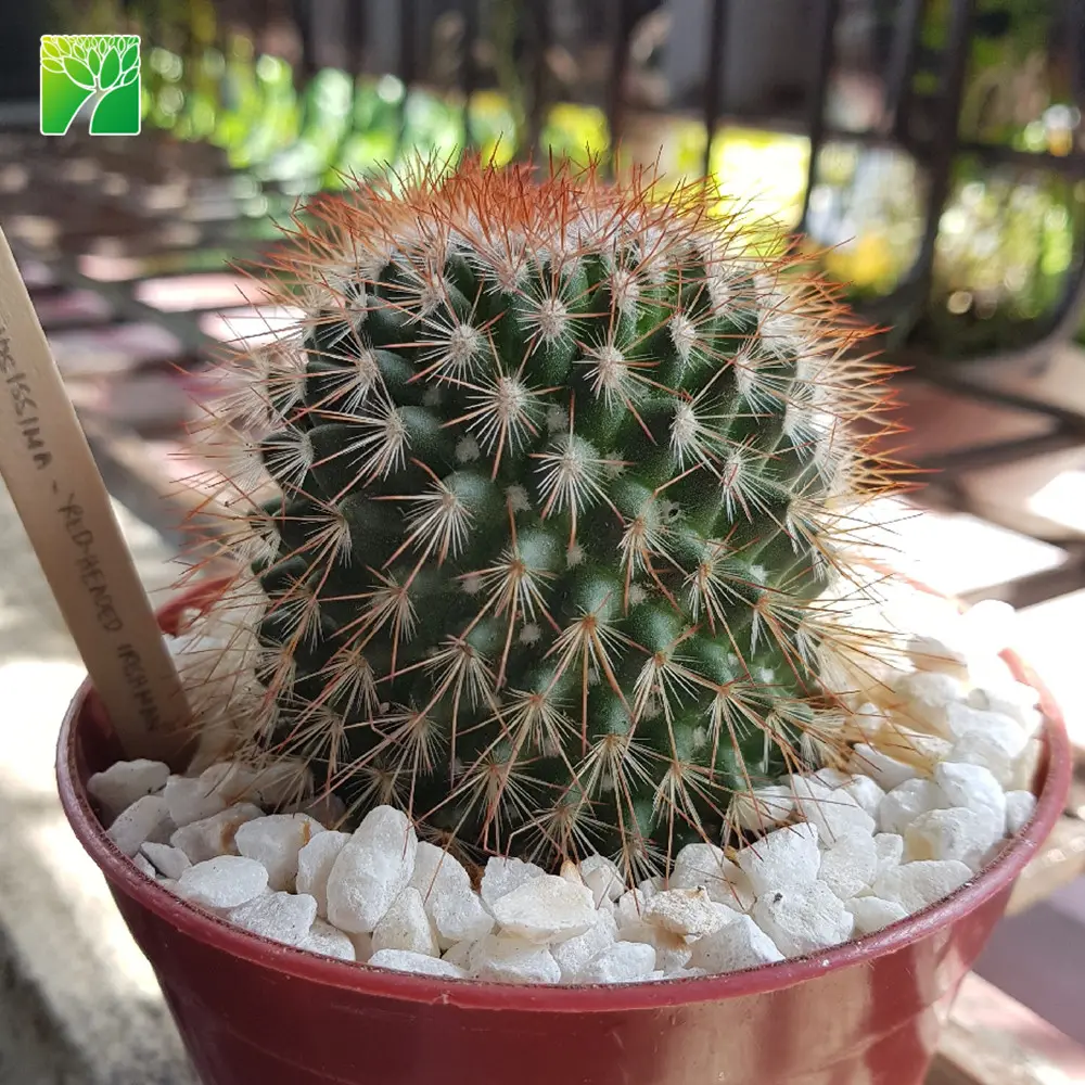 Spring bloom season decoration cactus live plant spiny pincushion cactus Mammillaria spinosissima