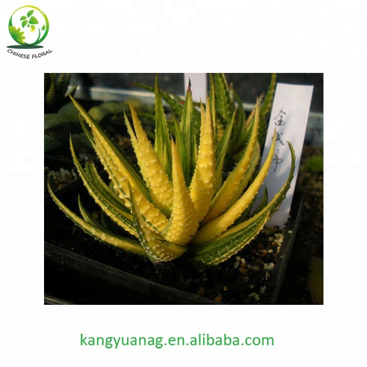 Красивый цвет, натуральная Haworhtia margaritifera variegata