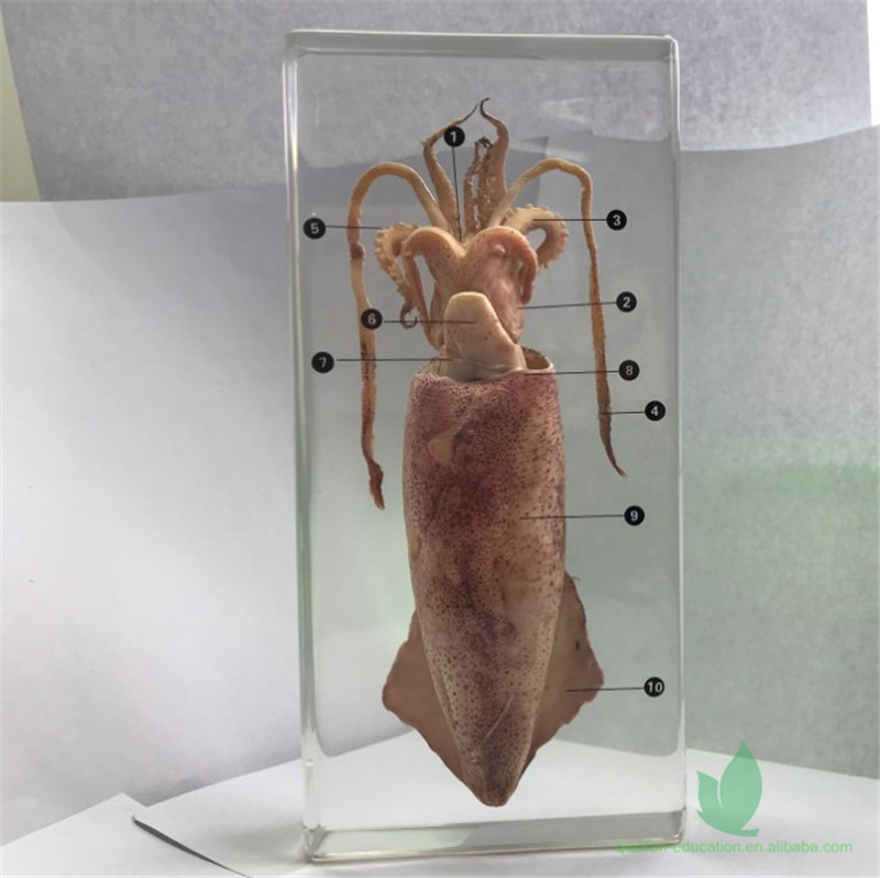 Qianfan Squid Dissection Смола встроенный образец блок