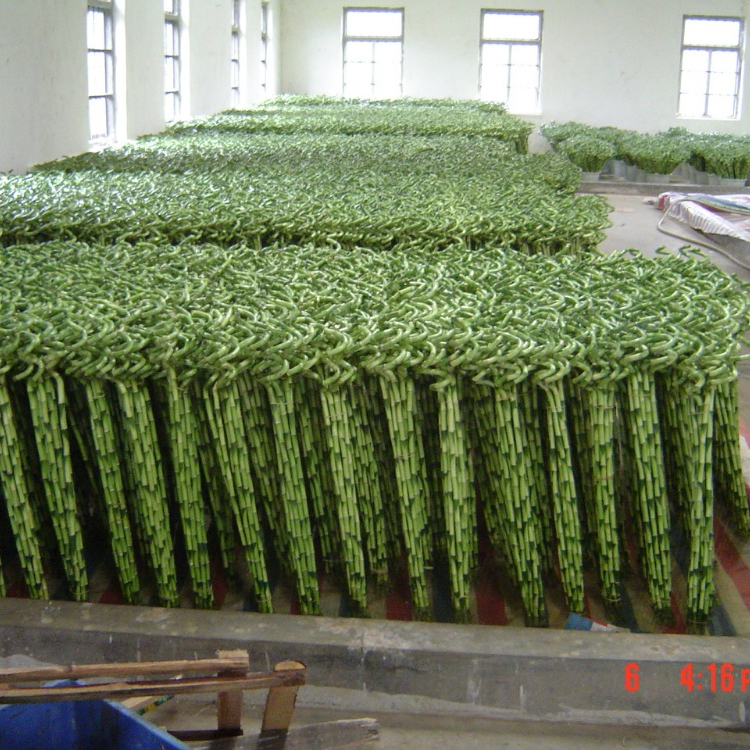 Декоративные комнатное растение башня lucky bamboo
