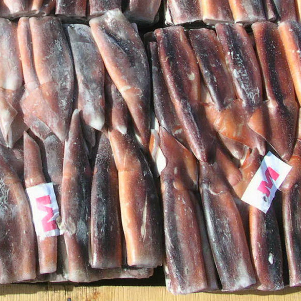 Замороженный круглый кальмар illex из Аргентины