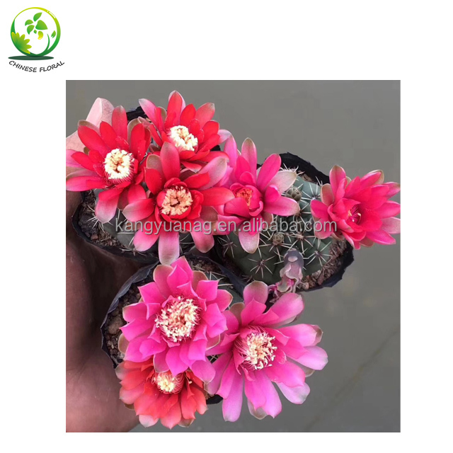 Кактус Gymnocalycium baldianum с красно-розовыми белыми фиолетовыми цветами
