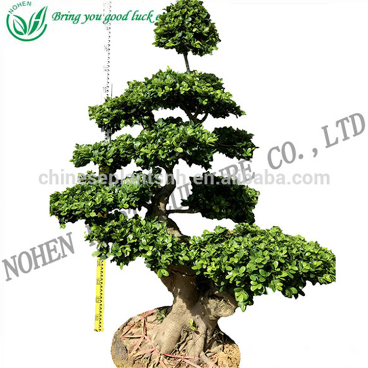 S форма, бонсай фикус microcarpa, живые растения, крытый, декоративная зелень, оптовая продажа, детские