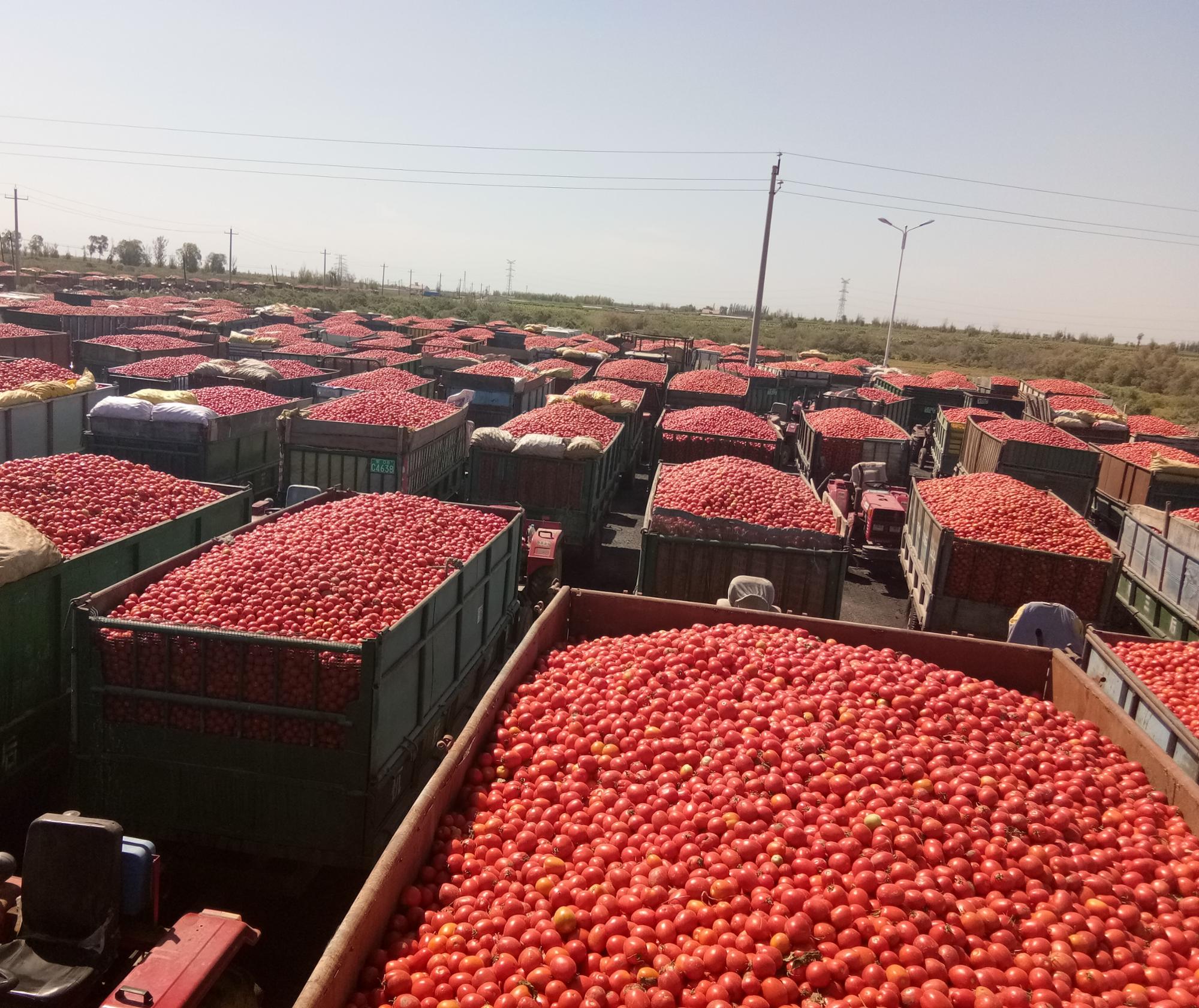 Томатная паста в бриксе: 28-30% в барабанной упаковке