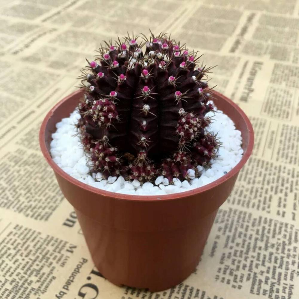 Красный/желтый/черный Cactus GYMNOCALYCIUM MIHANOVICHII VAR. FRIEDRICHII