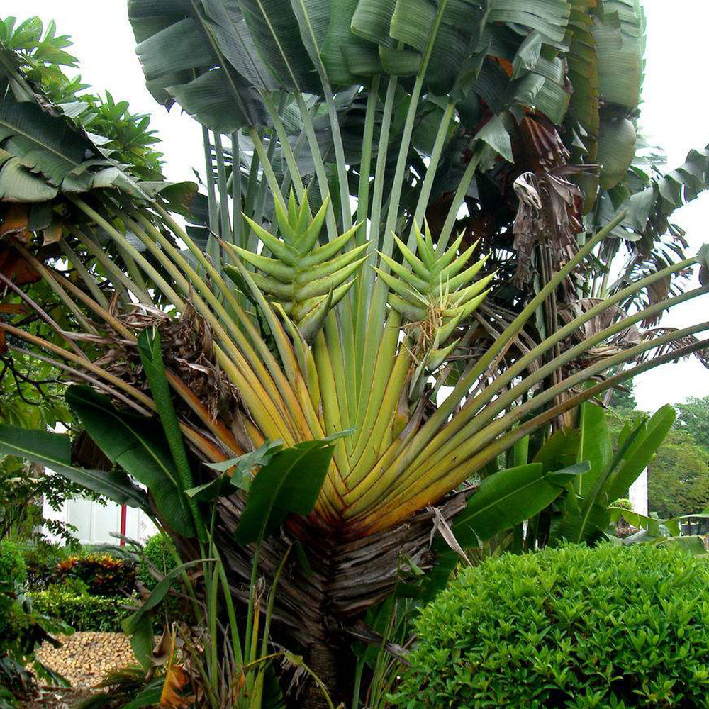 Ravenala madagascariensis семена для облесение дерево