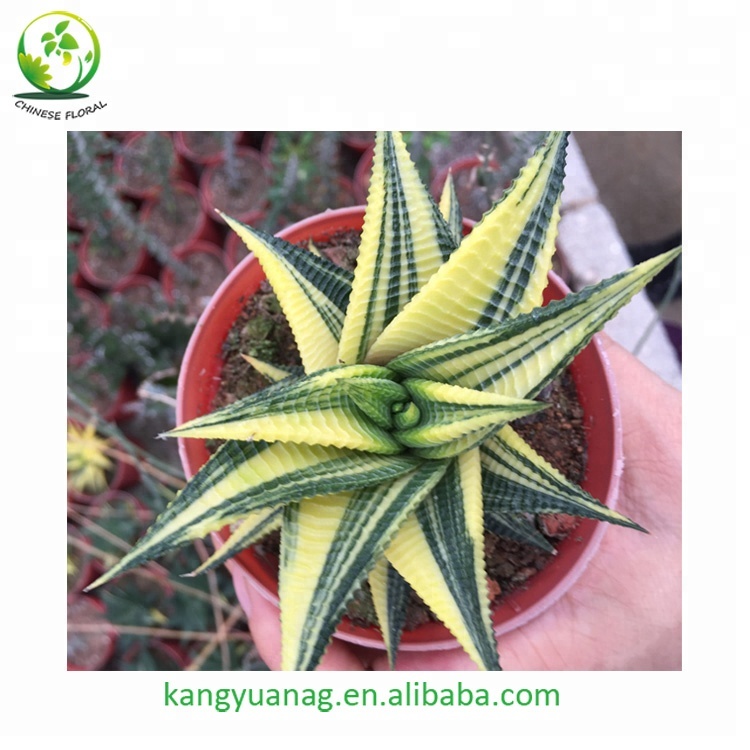 Высокое качество Haworthia Limifloral variegated