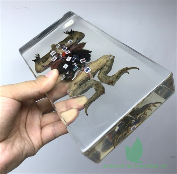Qianfan Toad Dissection образовательный установленный образец