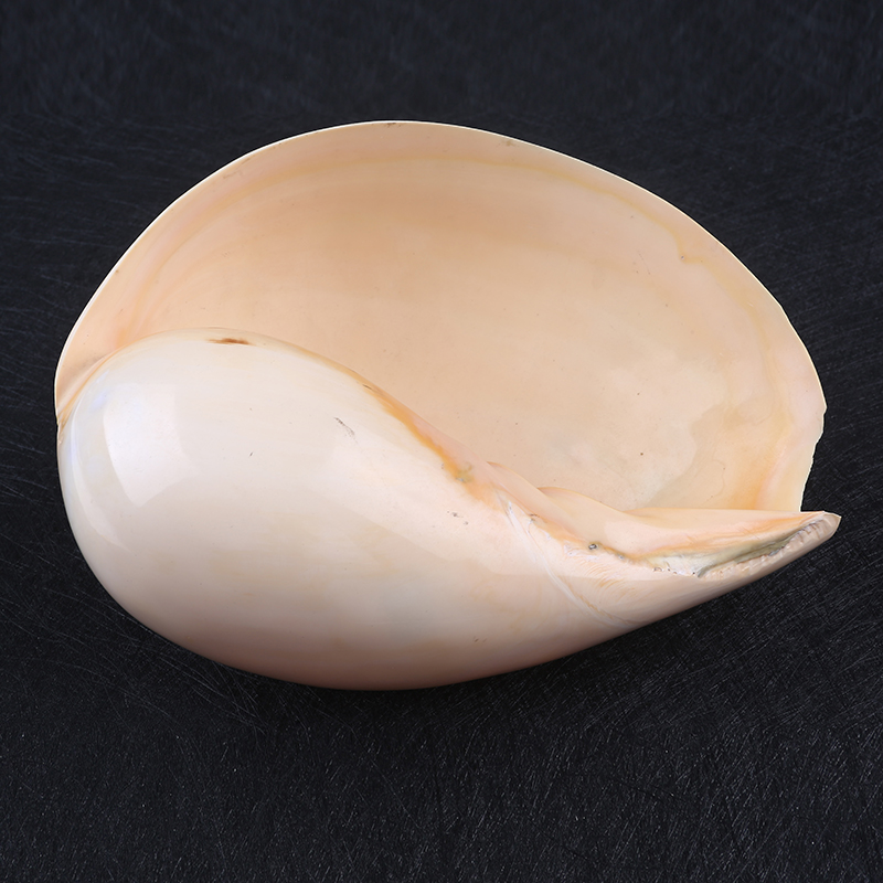 10*14 см натуральный полированный корпус Abalone и 16*23 см Натуральная морская раковина