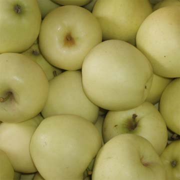 Golden Apples