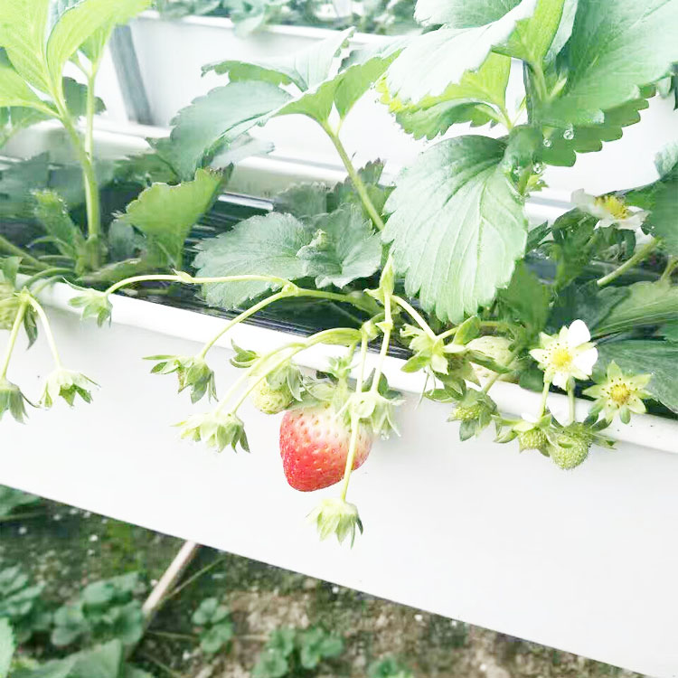 Гарантированное качество 5 дюймов рядный канальный вентилятор forhydroponic растущей системы для теплицы