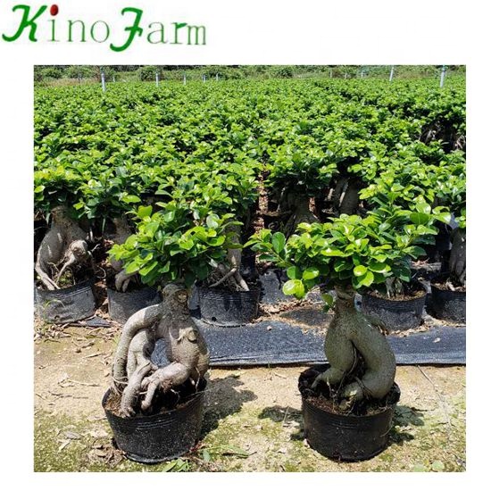 Zhangzhou kinofarm фикус женьшень домашний Декор маленький бонсай
