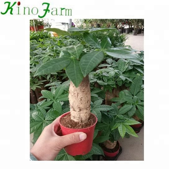 Single Head Pachira Mini Money trees bonsai