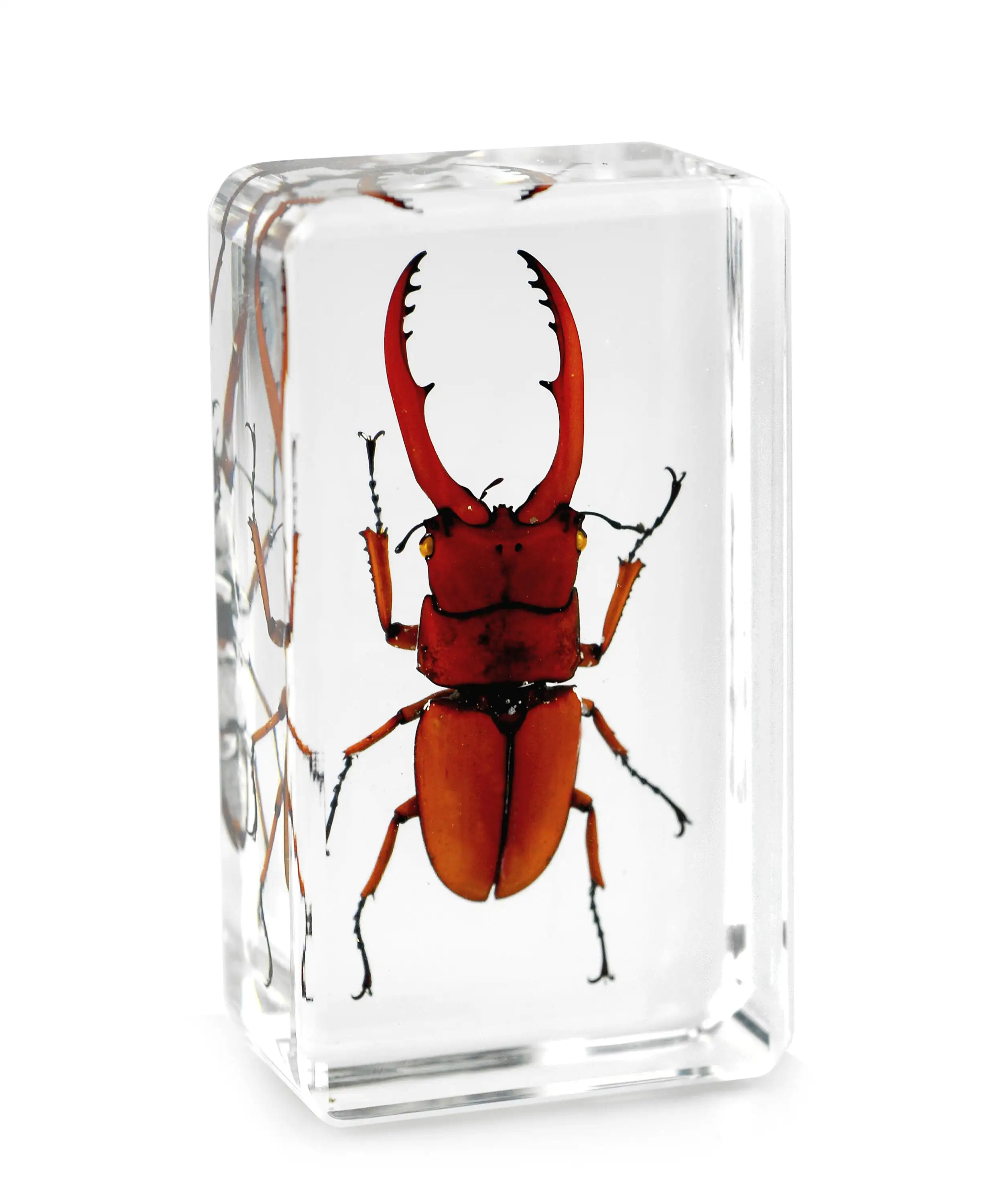 Clear Resin Fortune Stag Beetle Embedded Insect Specimen