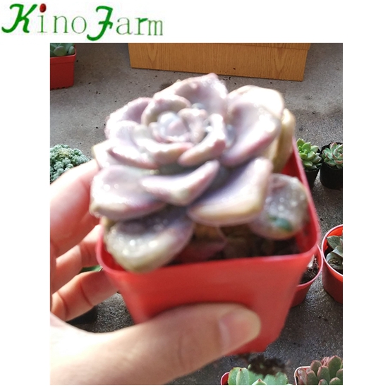 Кактуса и суккулент
