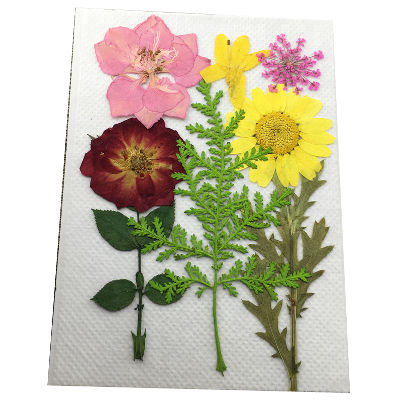 Assorted Real Pressed Flower, Rose, Larkspur, Daisy, Lace, Stenoloma Chusanum