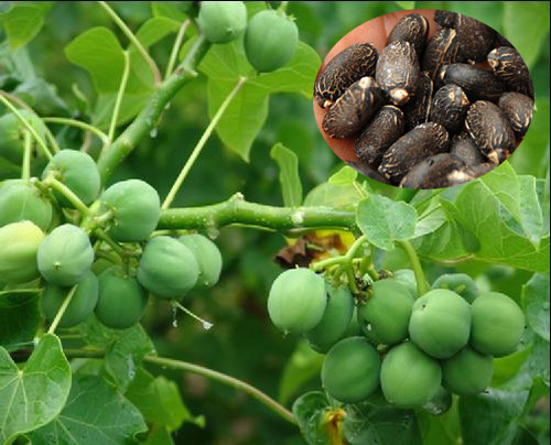 Хорошая цена, семена ятрофа для культивирования