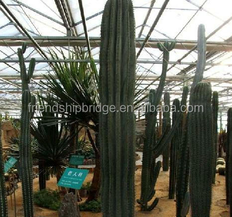 Carnegiea gigantea Britton et Rose, Saguaro, горшочные растения, бонсай