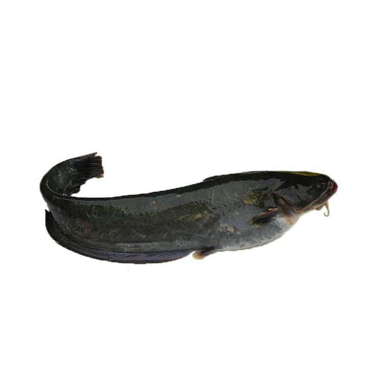 Китайский поставщик морепродуктов wr, черная рыба для африканского рынка