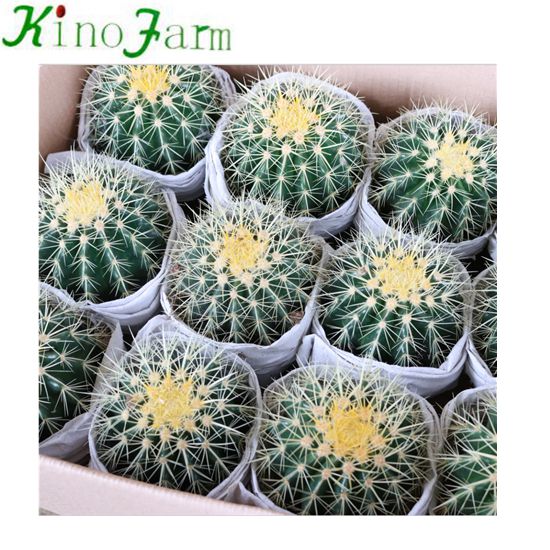 Крытый Круглый кактус Echinocactus grusonii
