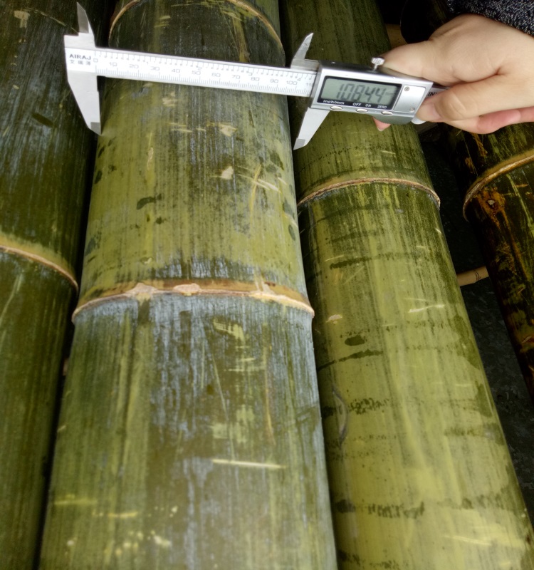 Wy-J538 Big mao bamboo poles for constructions
