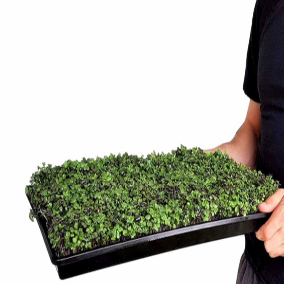 Лотки Microgreen Экстра прочность, лоток для прорастания растений с отверстиями для проращивания семян 1020