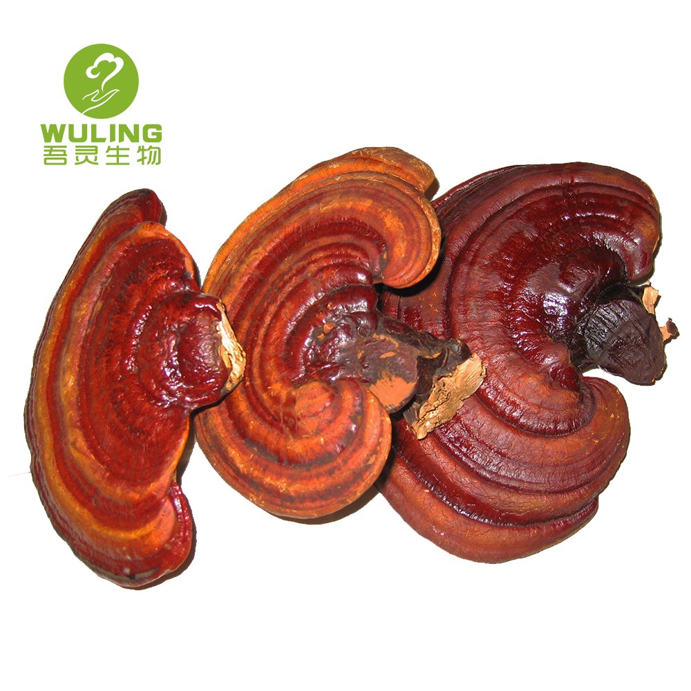 Органический противораковый Lingzhi Ganoderma Lucidum Reishi, фруктовый гриб для тела
