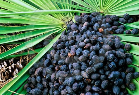 Organic saw palmetto fruit extract powder fatty acid by GC