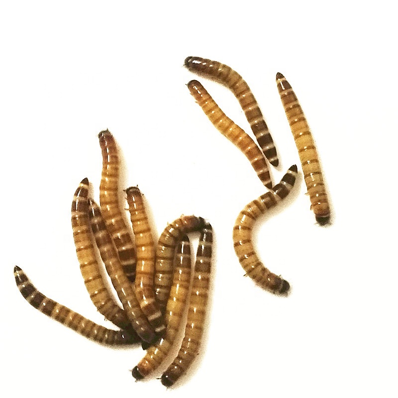 Корм для крупного рогатого скота сушеный Mealworm корм для животных добавка