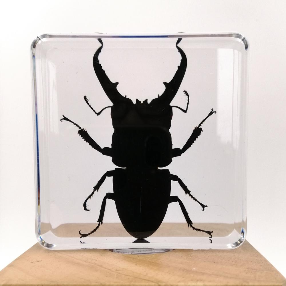 Paperweight Dorcus Titanus Platymelus настоящие жуки насекомые биологические готовые образцы, встроенные в arcylic смолы 75*75*20 мм