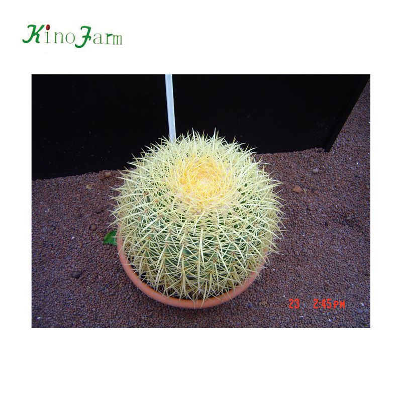 Золотой шар, Золотая бочка кактус, Echinocactus grusonii Plant
