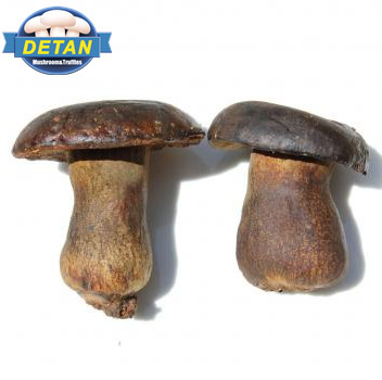 Дикие грибы Detan King Boletus
