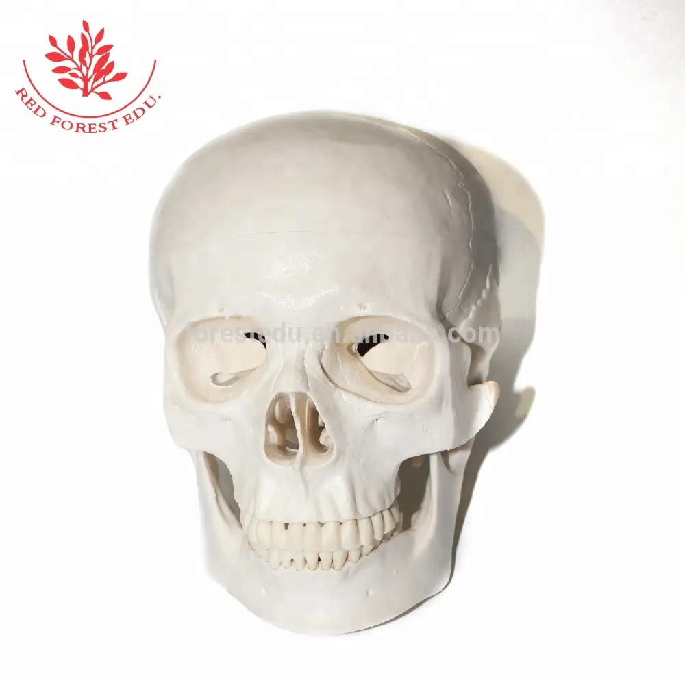 Human Skull Model Life Size 3 Teeth Removable Anatomy 3 Parts Skull Model of Human