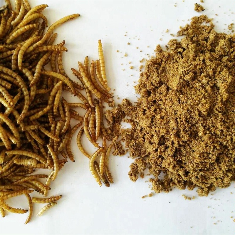 Сушеный порошок mealworm порошок протеина насекомое tenebrio molitor порошок