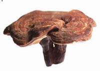 Высокий чистый экстракт гриба ганодермы Duanwood Reishi порошок с хорошей ценой