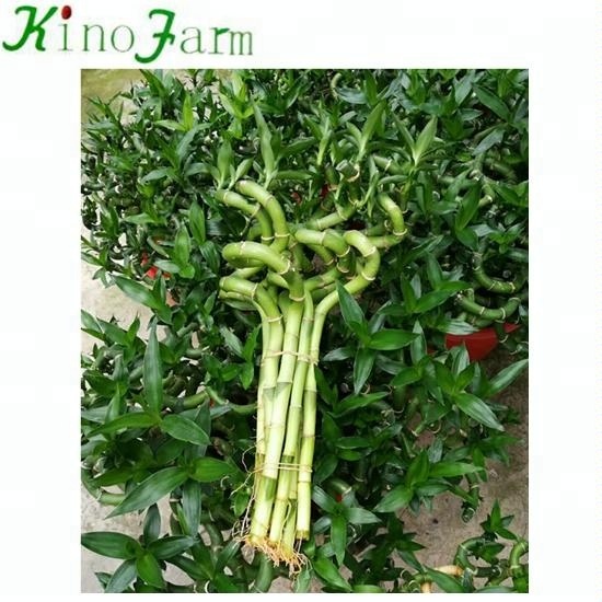 Декоративные Крытый Китай lucky bamboo