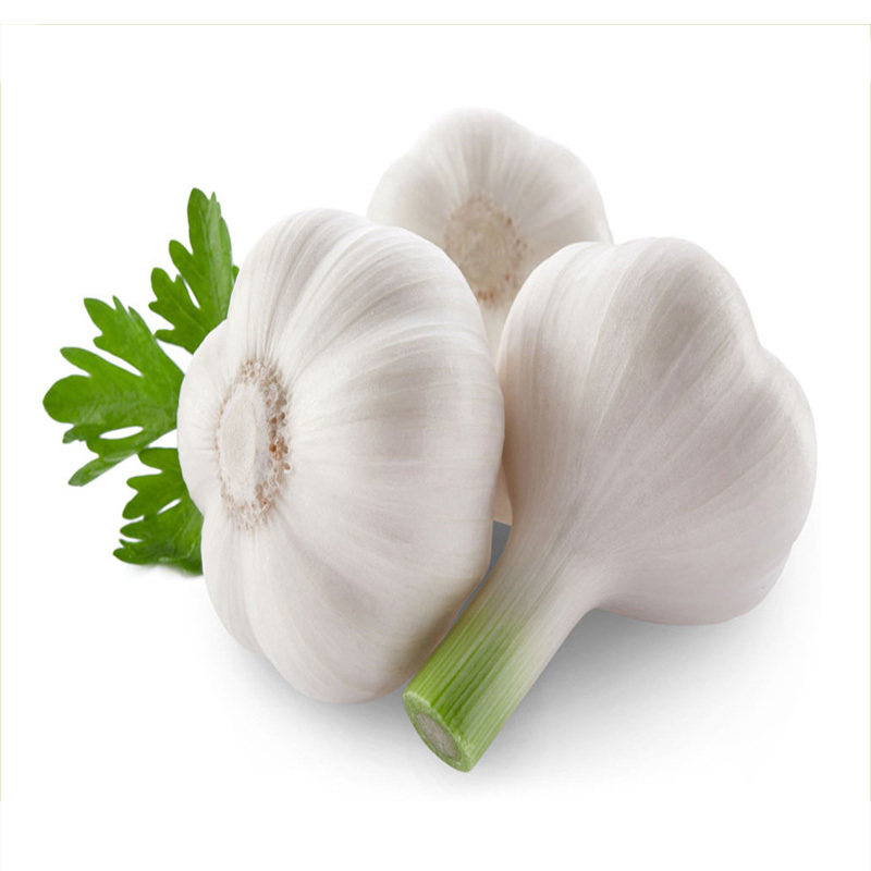 Chinese garlic