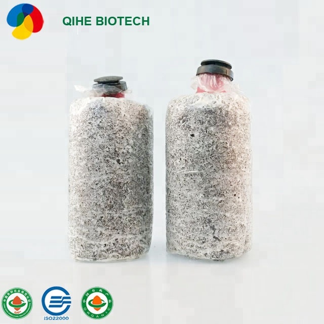 2019 mushroom farm direct sales sample free king oyster mushroom spawn