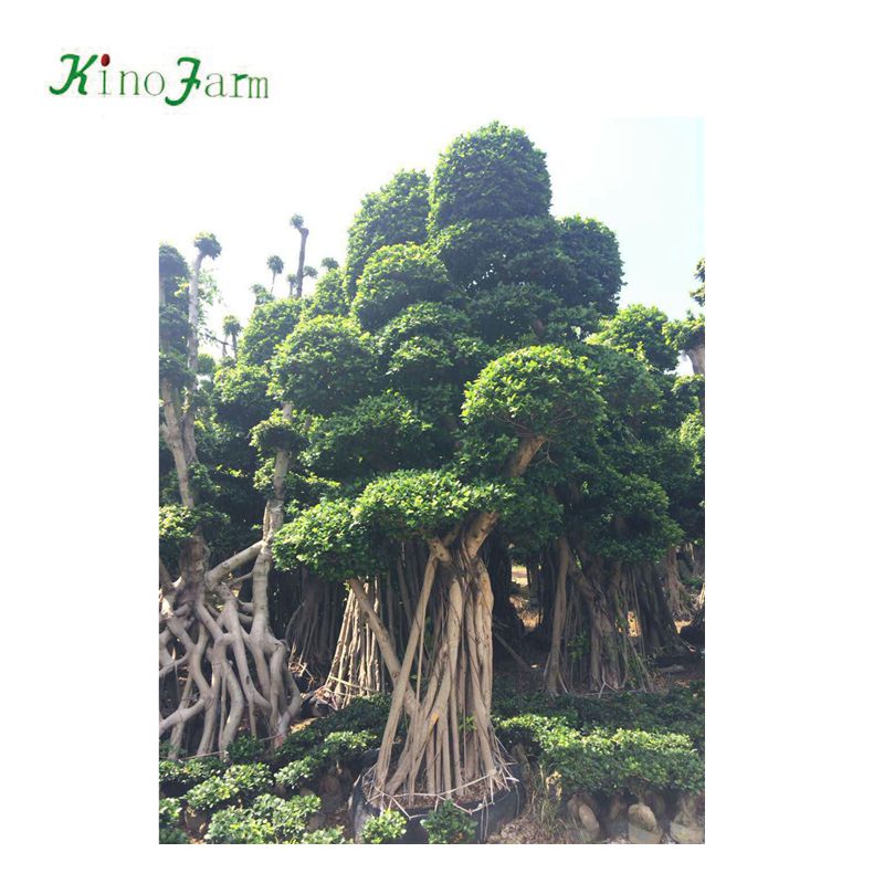 Zhangzhou kinofarm, оптовая продажа, большой S-образный лес, лошадиные корни, фикус, бонсай деревья